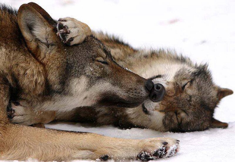 Two Wolves in Snow — White, Peaceful, Winter