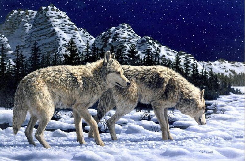Two Wolves in Snow — White, Serene, Night
