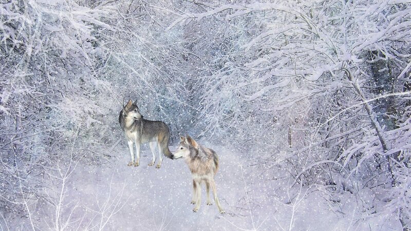 Two Wolves in Snow — White, Serene