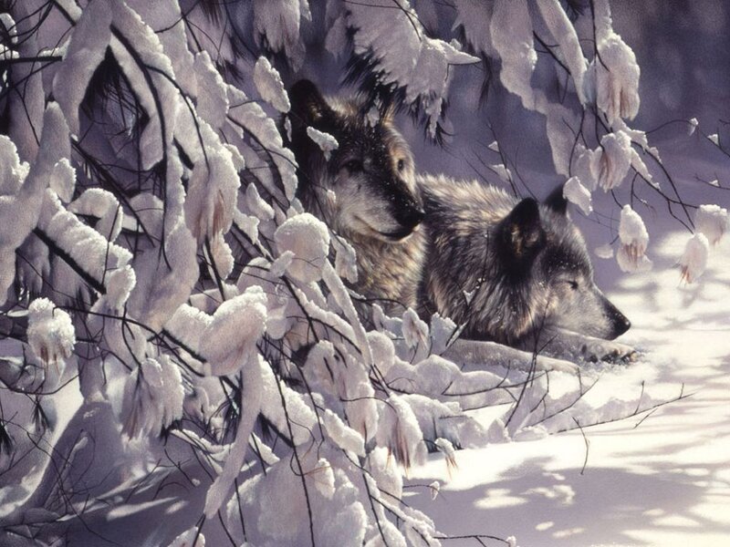 Two Wolves in Snow — White, Serene, Winter, Painting, Branches