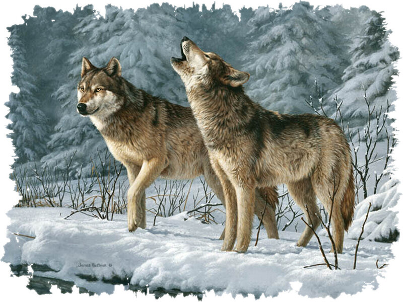 Two Wolves in Snow — White, Serene, Winter, Painting