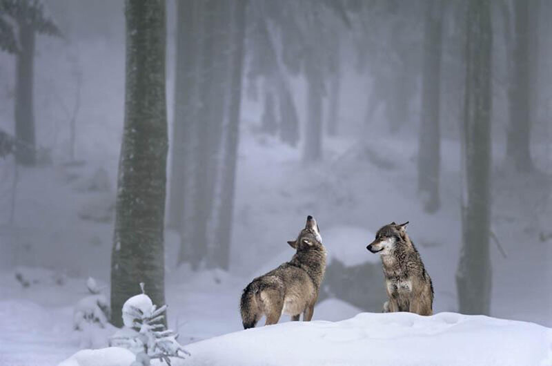 Two Wolves in Snow — White, Serene, Winter, Photograph