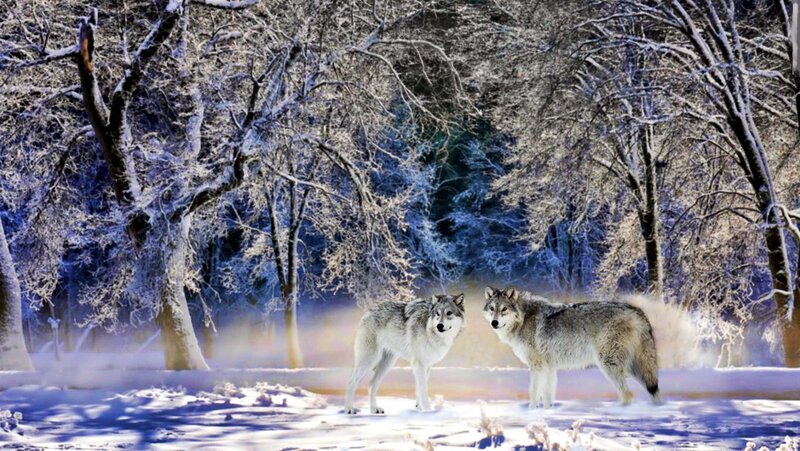 Two Wolves in Snow — White, Serene, Winter, Photograph, Trees