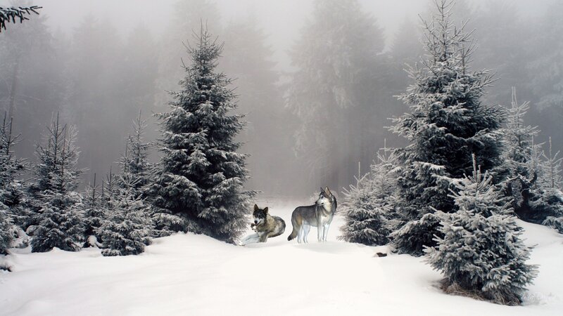 Two Wolves in Snow — White, Serene, Winter