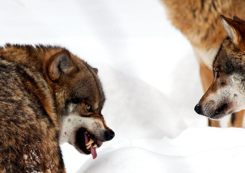Two Wolves in Snow — White, Tense