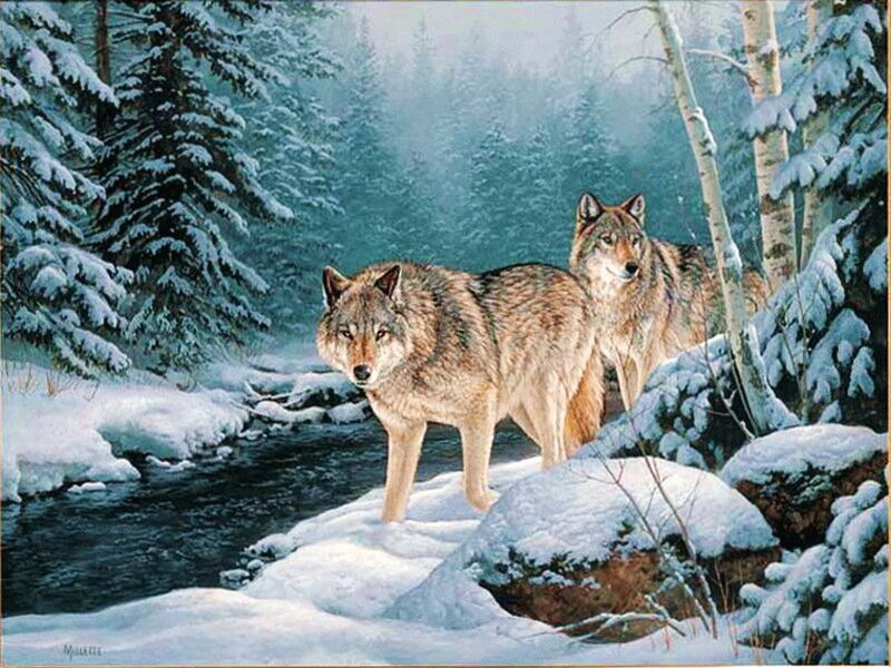Two Wolves in Snow — White