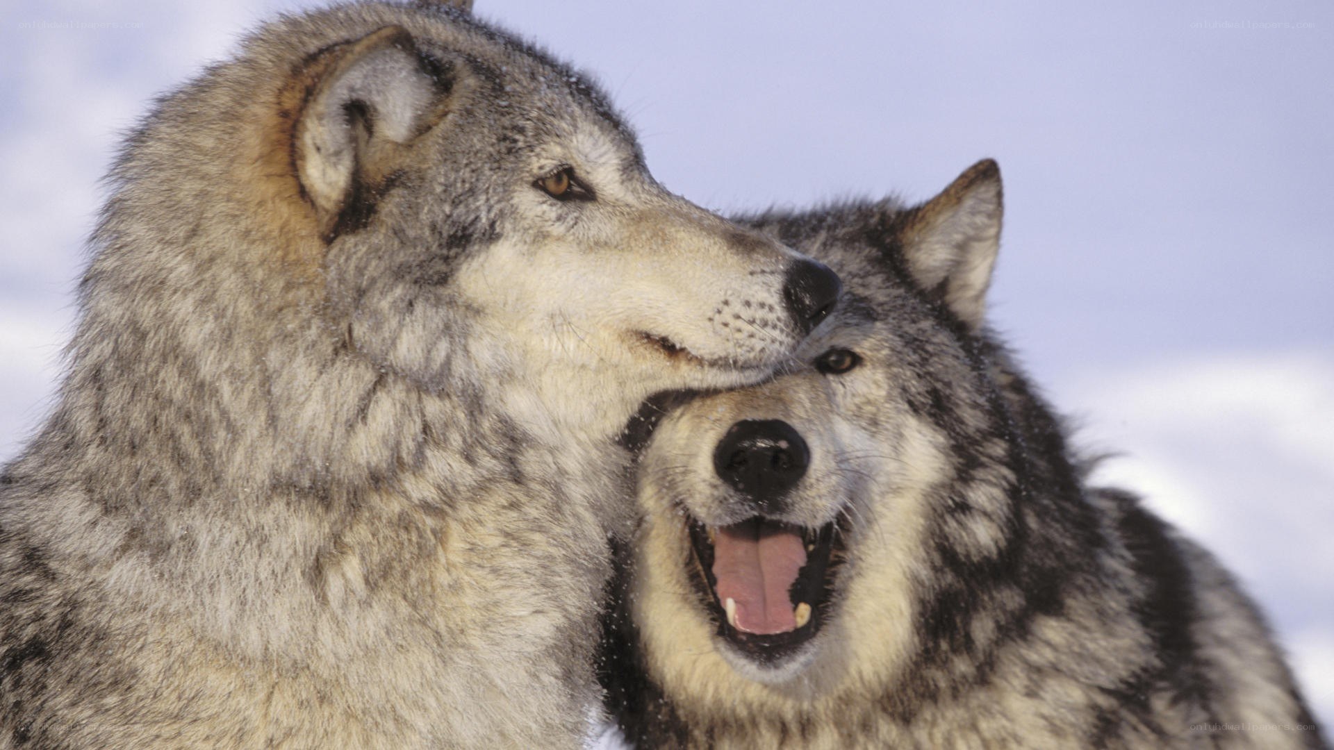 Two wolves in snow