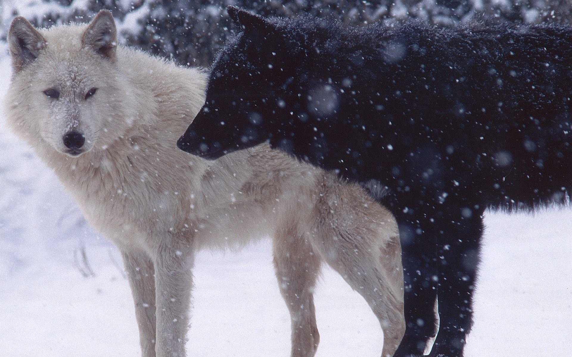 Two wolves in snowstorm