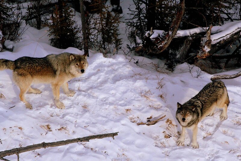 Two wolves in snowy forest