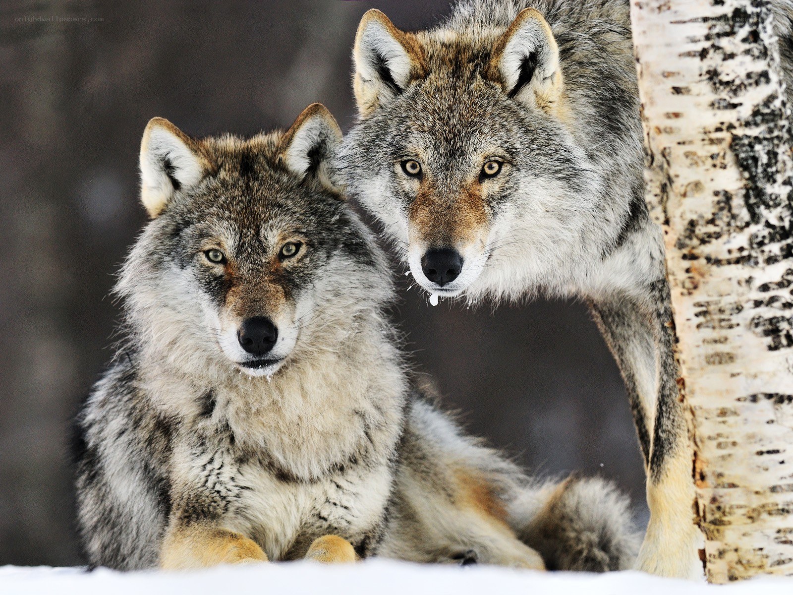 Two wolves in snowy forest