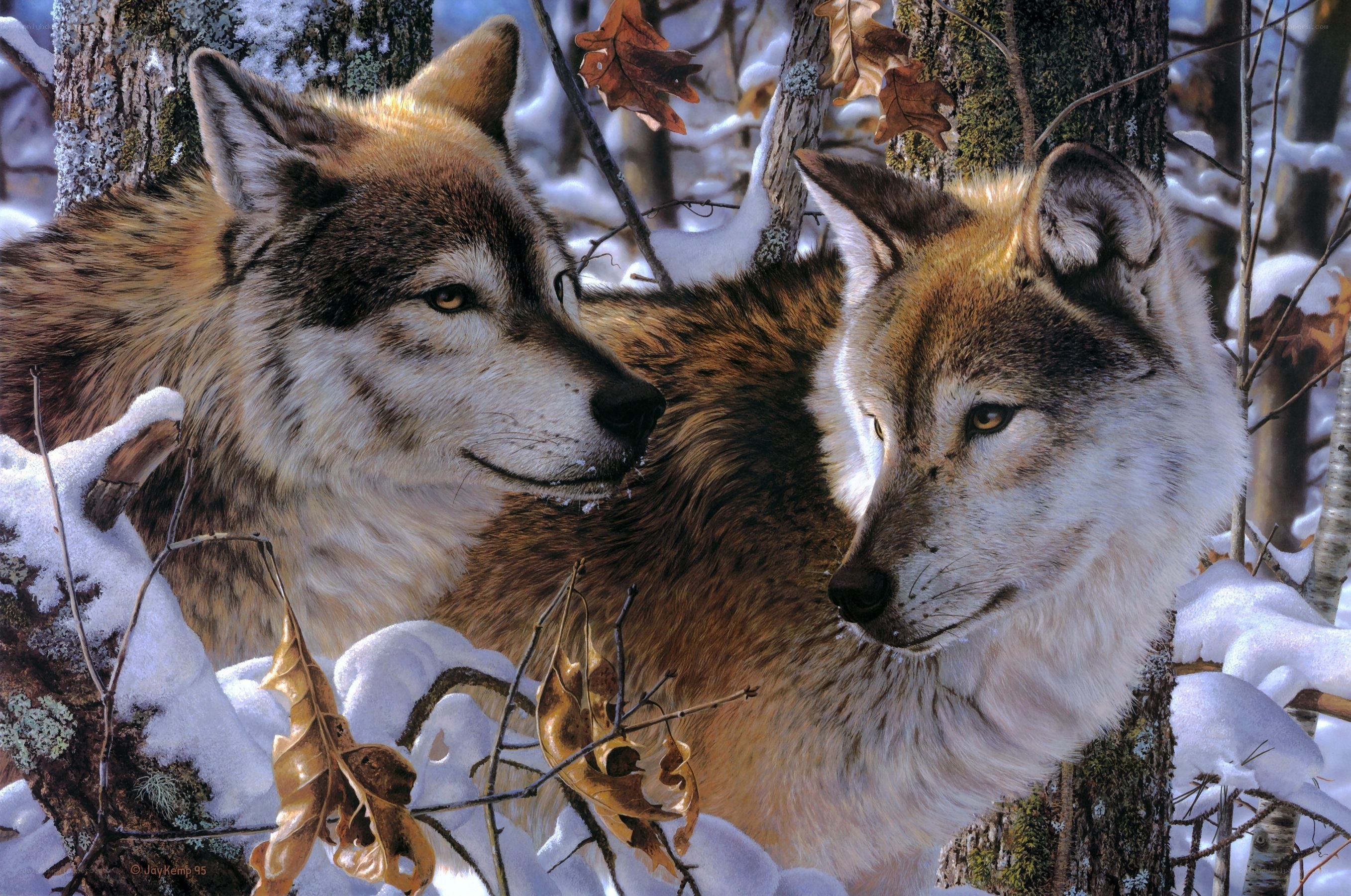 Two wolves in snowy forest