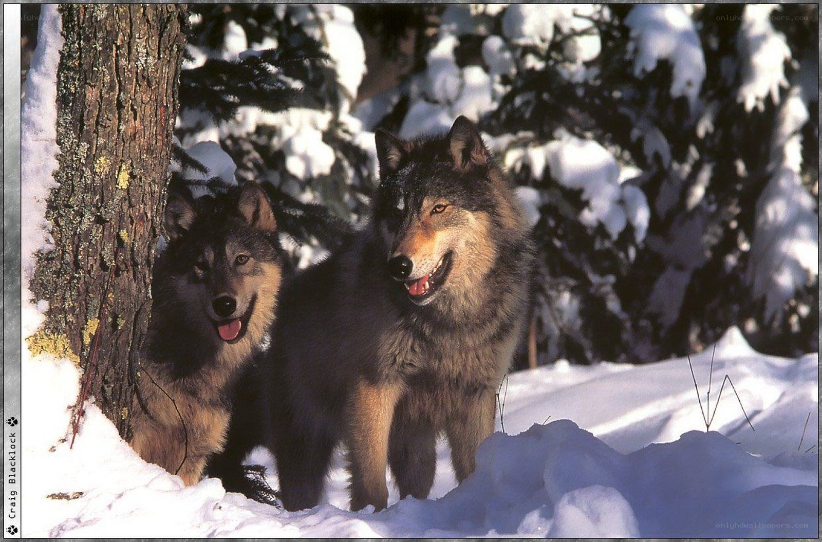 Two wolves in snowy forest