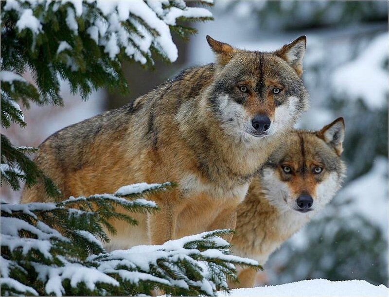 Two wolves in snowy forest