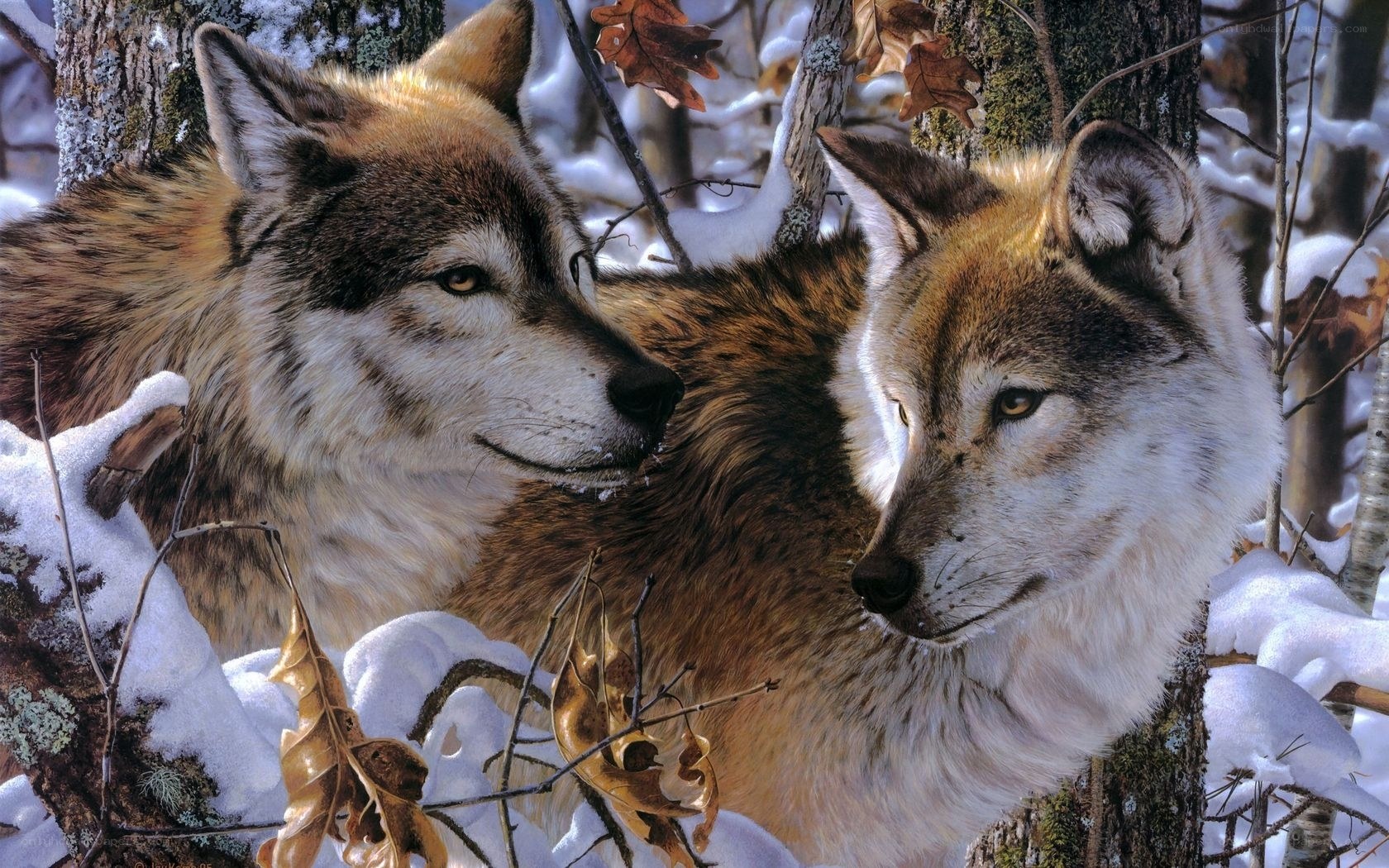 Two wolves in snowy forest