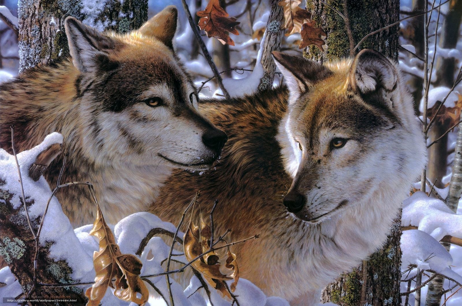 Two wolves in snowy forest