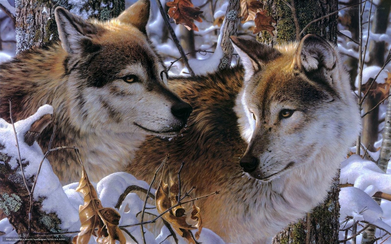 Two wolves in snowy forest