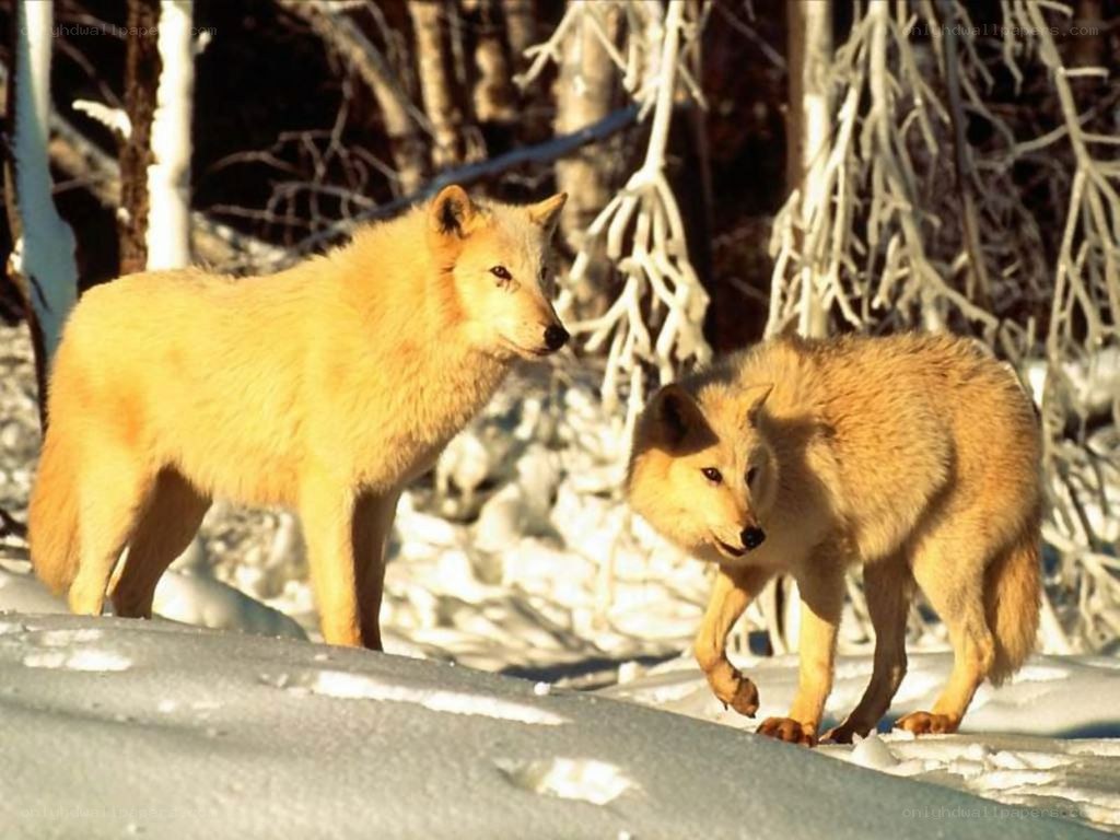 Two wolves in snowy forest