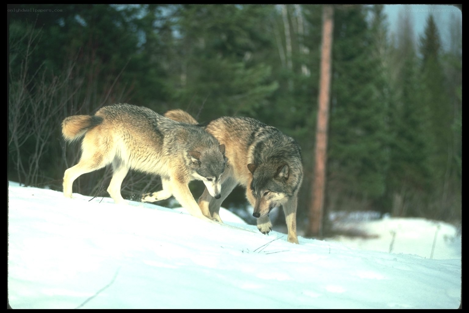 Two wolves in snowy forest