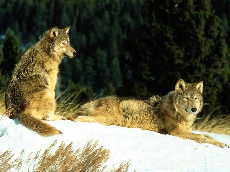 Two wolves in snowy forest