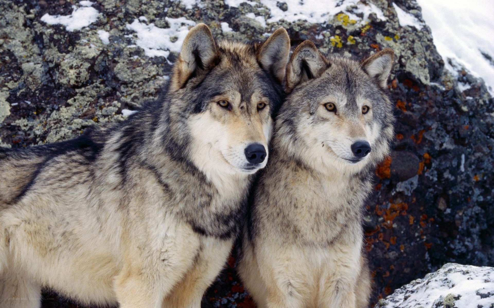 Two wolves in snowy landscape