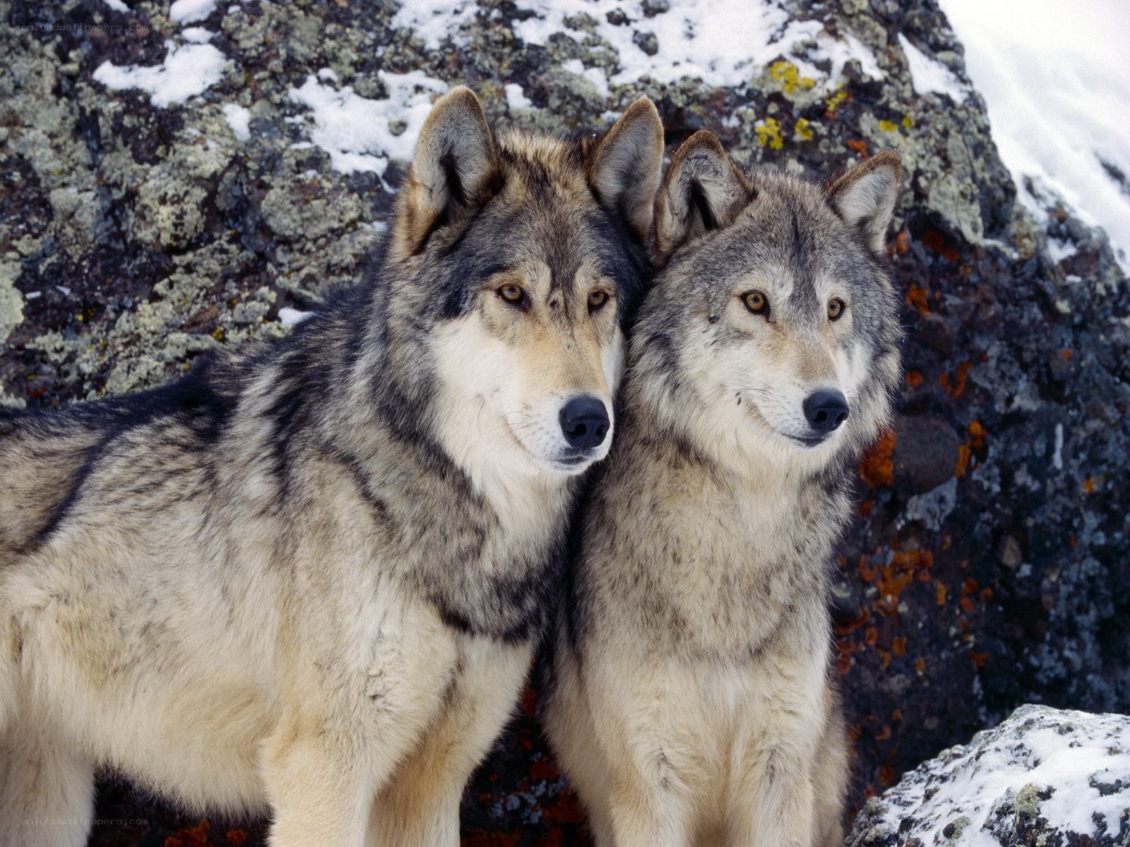 two wolves in snowy landscape