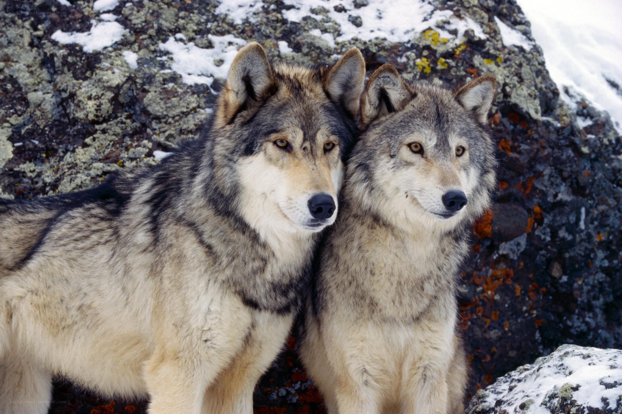 two wolves in snowy landscape