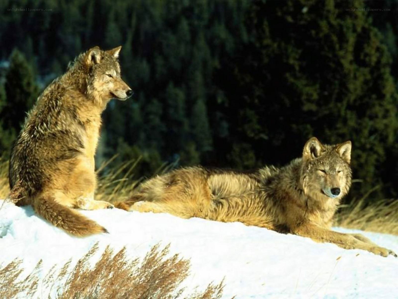 Two wolves in snowy landscape