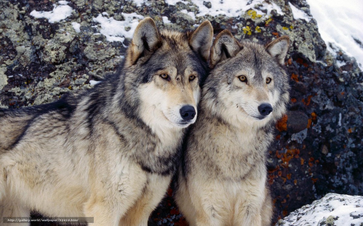 Two wolves in snowy landscape