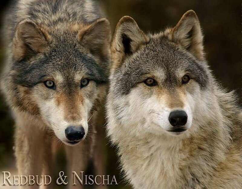 Two wolves in the forest