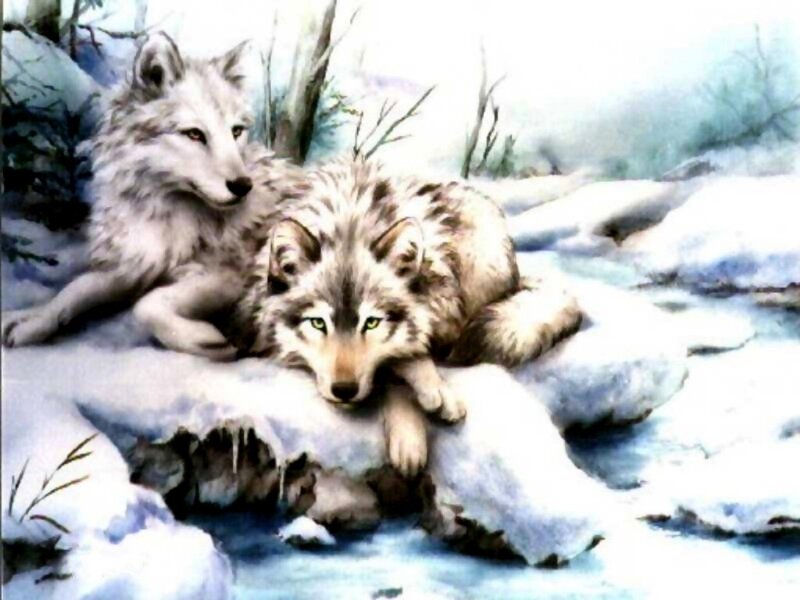 Two wolves in the snow