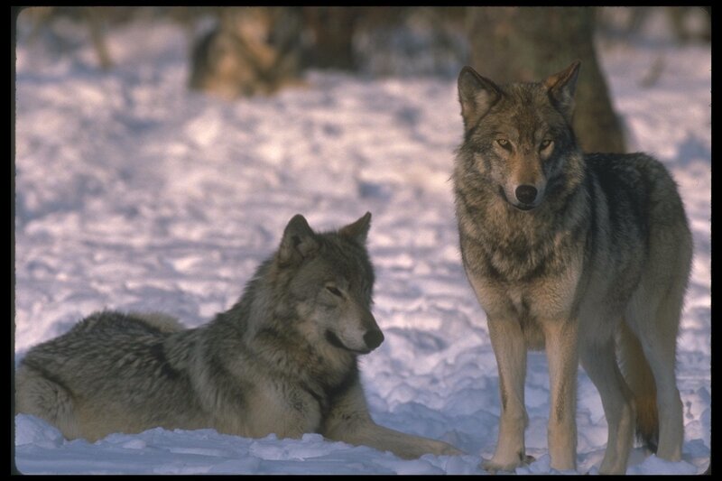 Two wolves in the snow