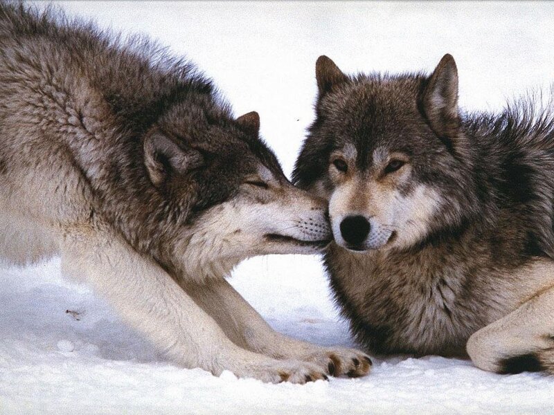 Two wolves in the snow