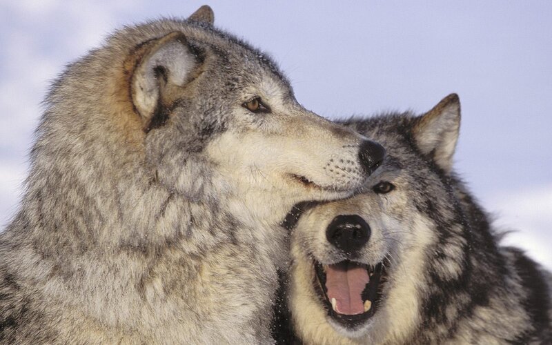 Two wolves in the snow