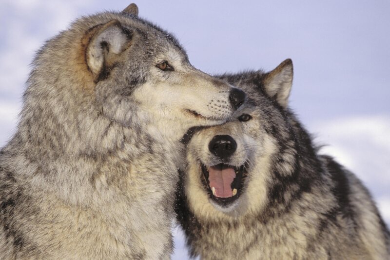 Two wolves in the snow