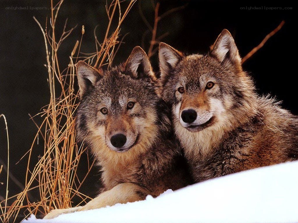 two wolves in the snow