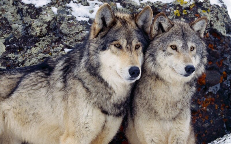 two wolves in the wild