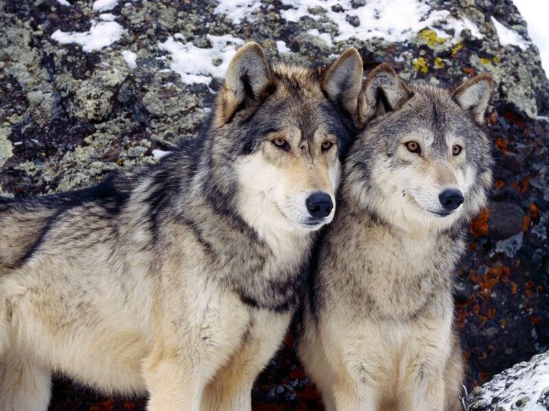 Two wolves in the wild