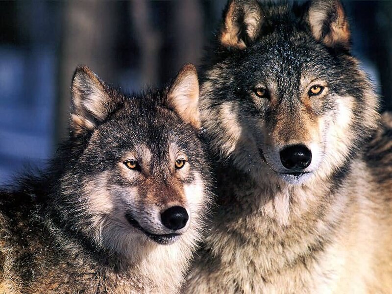 two wolves in the wild
