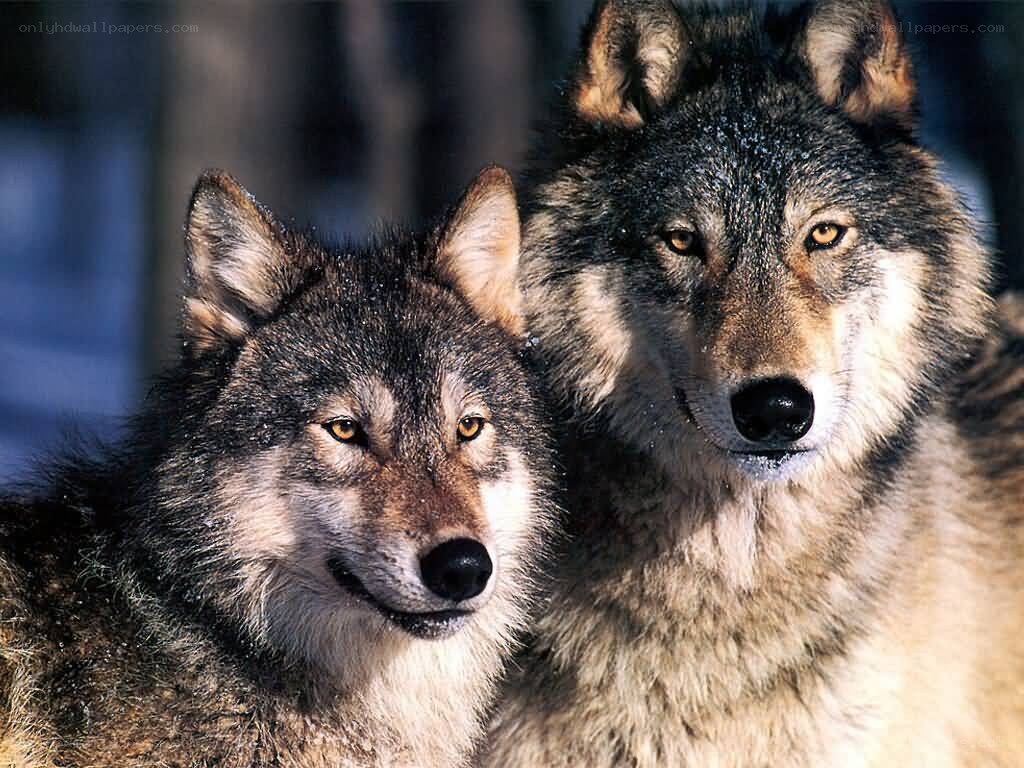two wolves in the wild