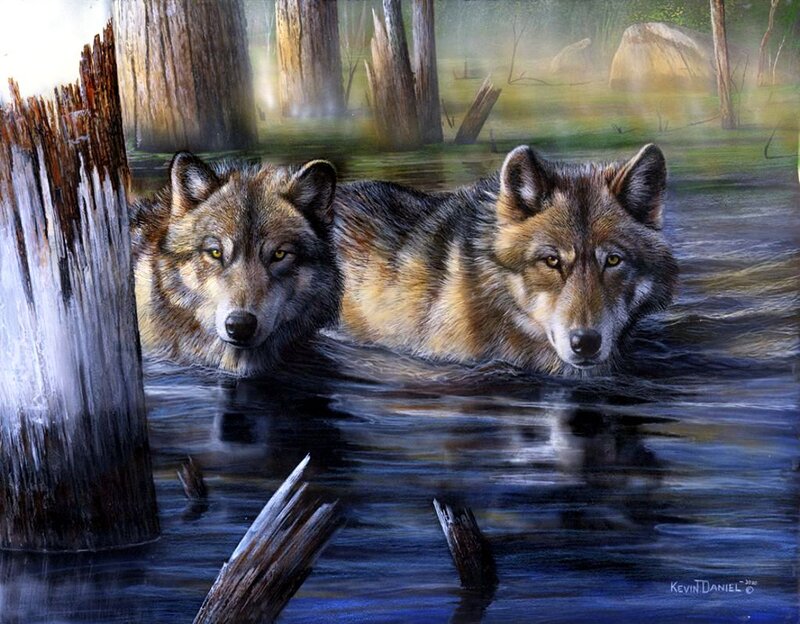 Two Wolves in Water — Brown, Serene