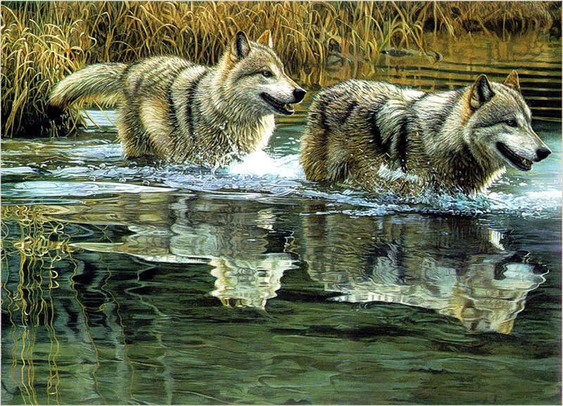Two Wolves in Water — Brown