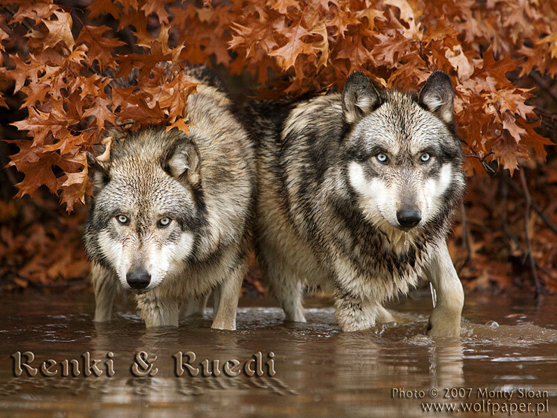 Two Wolves in Water