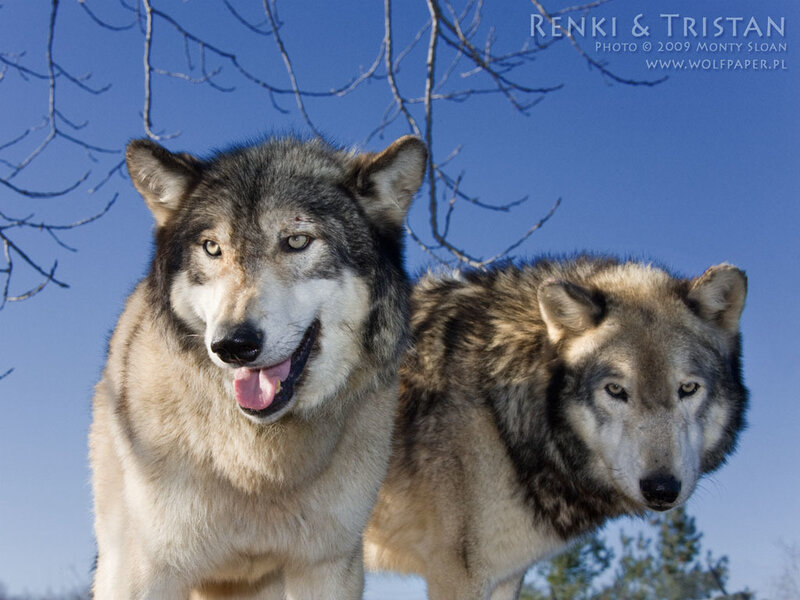 Two Wolves in Winter — Blue