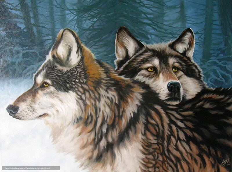 Two wolves in winter forest