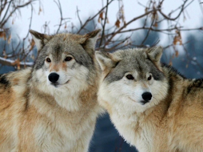 two wolves in winter