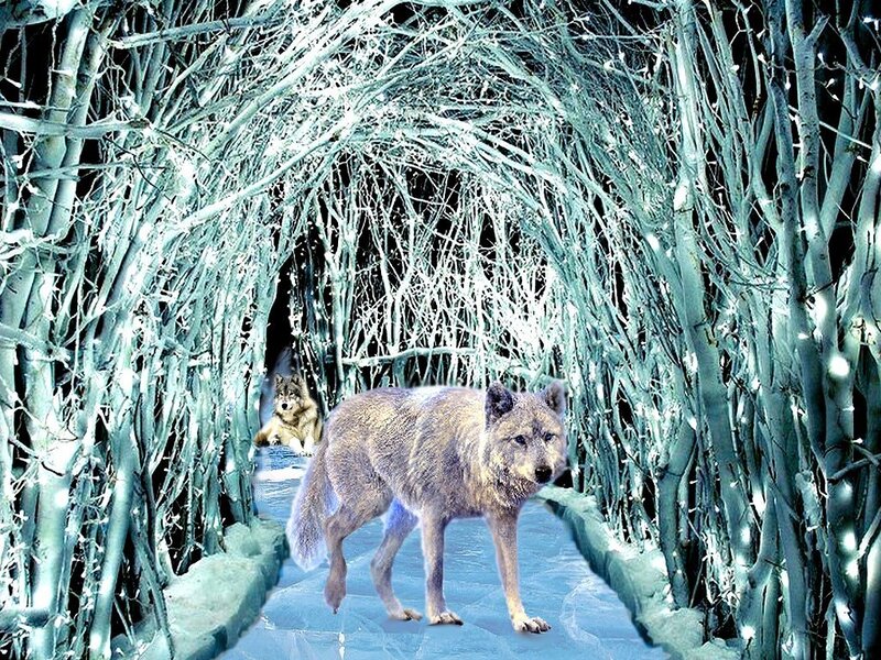 Two Wolves in Winter — White