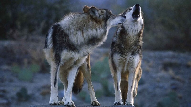 Two wolves interacting