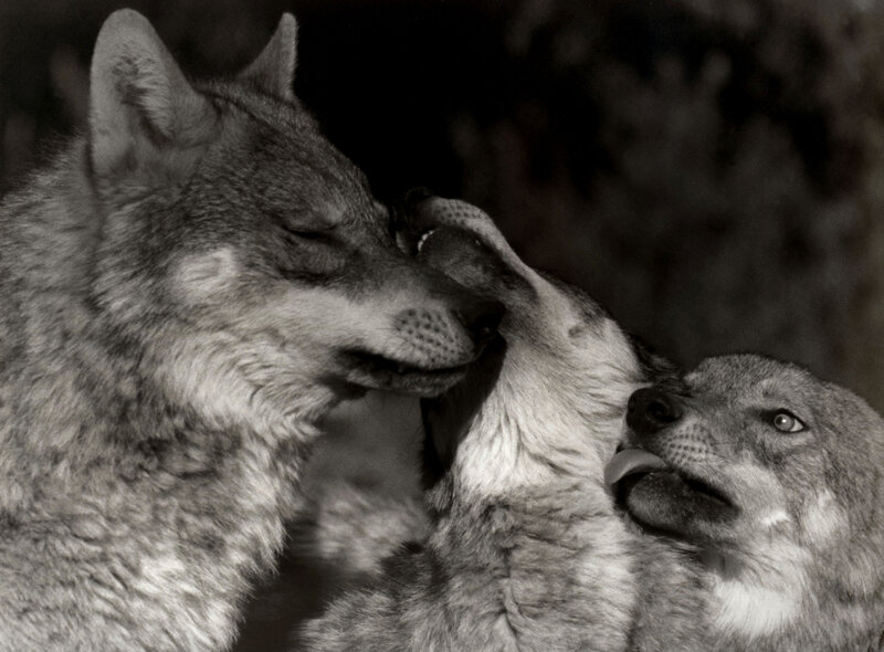 Two Wolves Interacting — Black