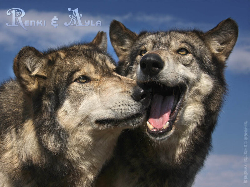 Two Wolves Interacting — Blue