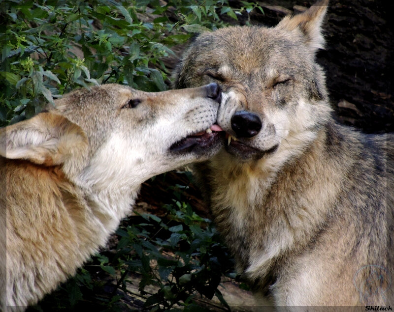 Two Wolves Interacting — Brown, Calm, Photograph